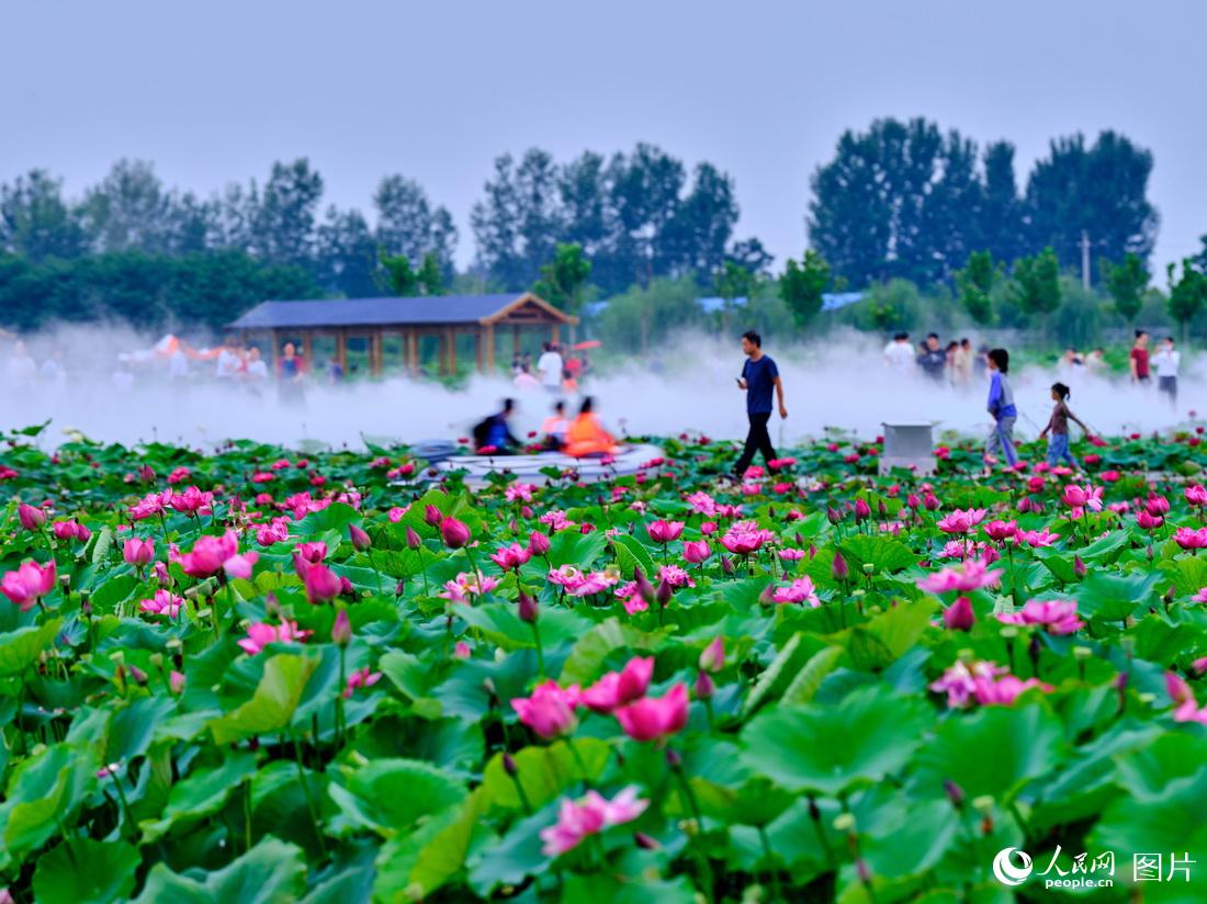 河南武陟：荷塘连片花成海