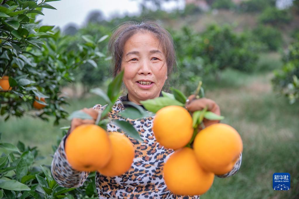 重庆璧山：脐橙迎丰收 百姓鼓腰包