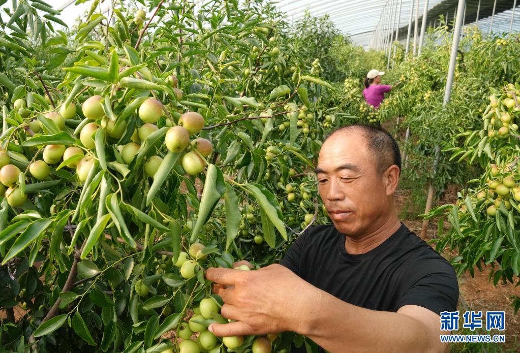 河北黄骅：错季冬枣种植开辟增收新路径