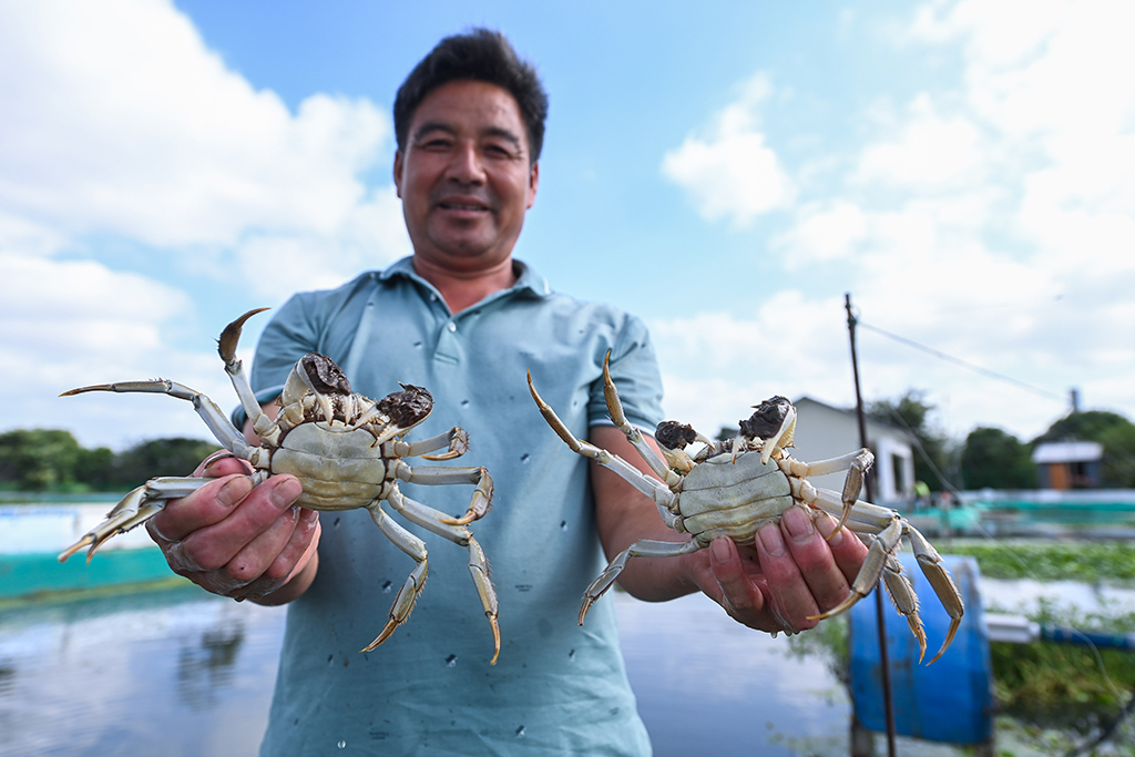 浙江湖州：水上牧场千亩蟹田迎丰收