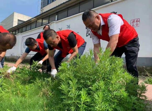 江苏张家港：周末“志愿红”让乡村提质又增颜