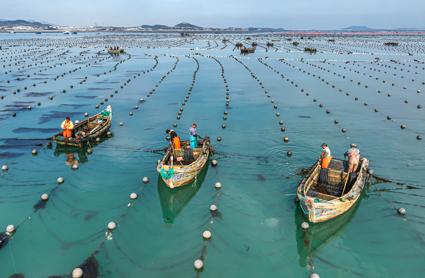 山东荣成：海带育苗正当时