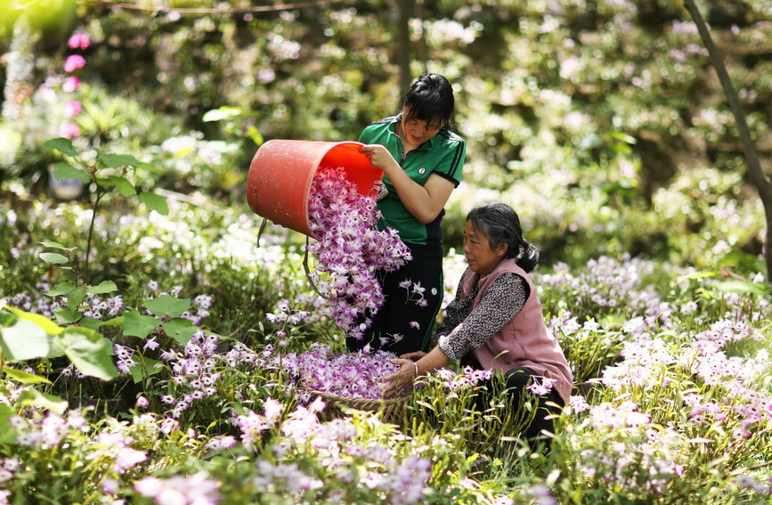 贵州赤水：丹霞石上 石斛花开