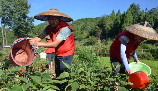 湖南湘西凤凰：3.3万志愿者助农抗旱解民忧 志愿服务暖人心