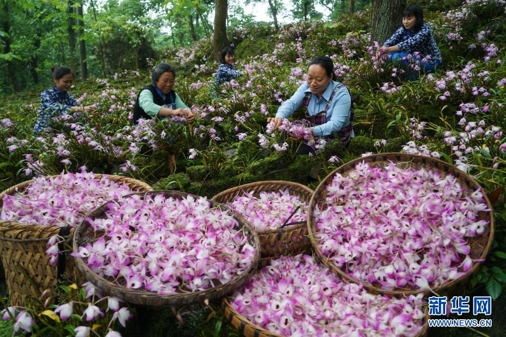 贵州赤水：金钗石斛花开出“美丽经济”