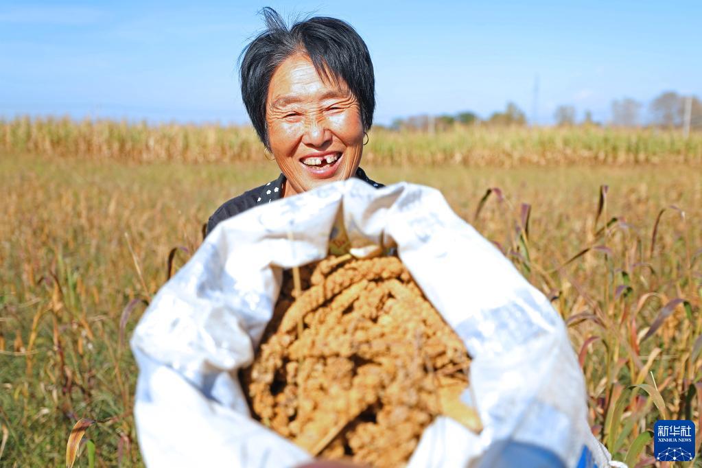 粮果丰收在望 农民喜上心头