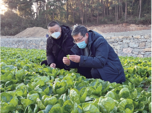 专家“揭榜挂帅” 解决蔬菜产业发展难题