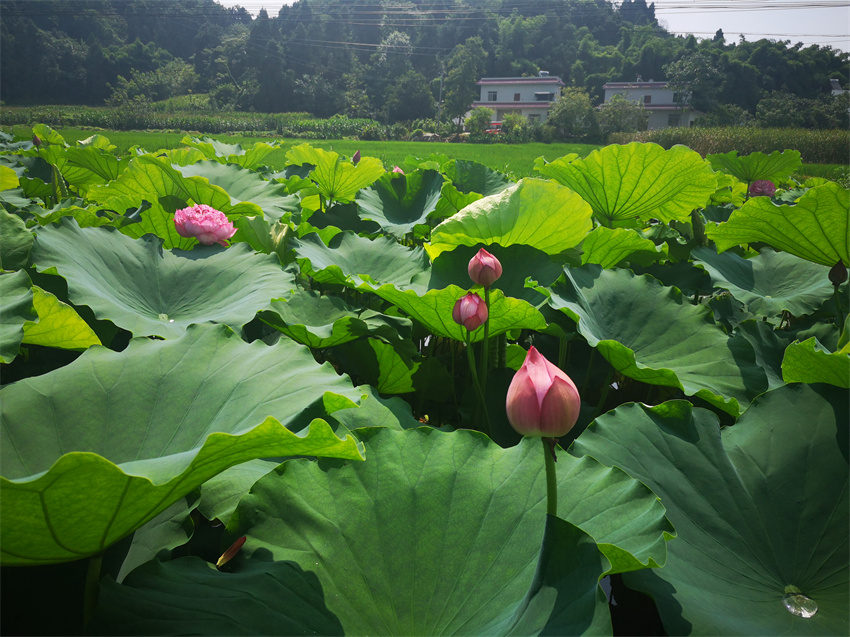 四川简阳：满湖碧叶靓，十里荷花香