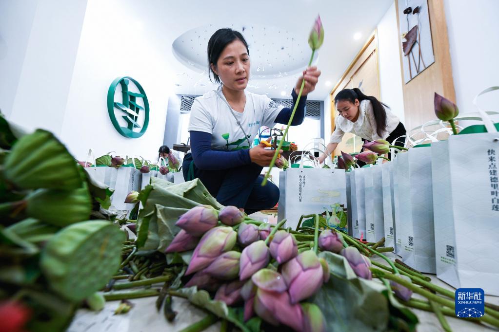 浙江建德：“荷美小镇”开启乡村荷花季