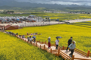 青海门源：高原油菜花开铺就“金色花海”