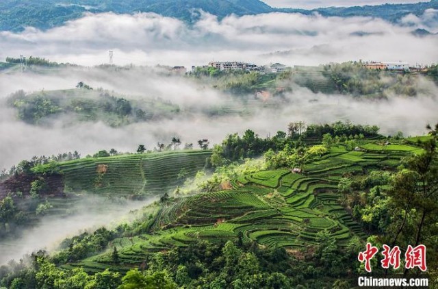 中国传统制茶技艺申遗成功后：匠心续写新茶事