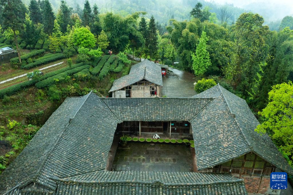 四川雅安：蒙顶山茶核心区原真性保护促产业发展