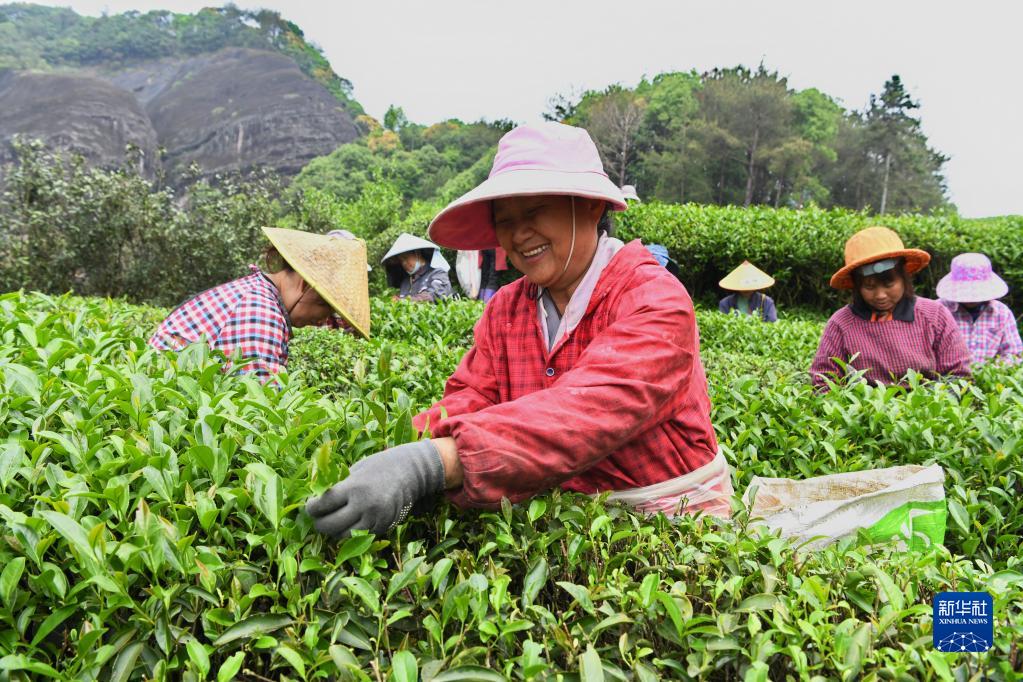 福建武夷山：天气晴好 采茶正当时