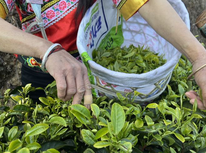 大寺乡：藏在茶叶里的秘密