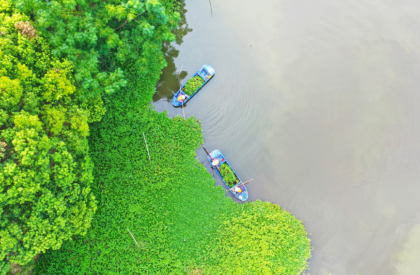 浙江长兴：清理河道 守护绿水