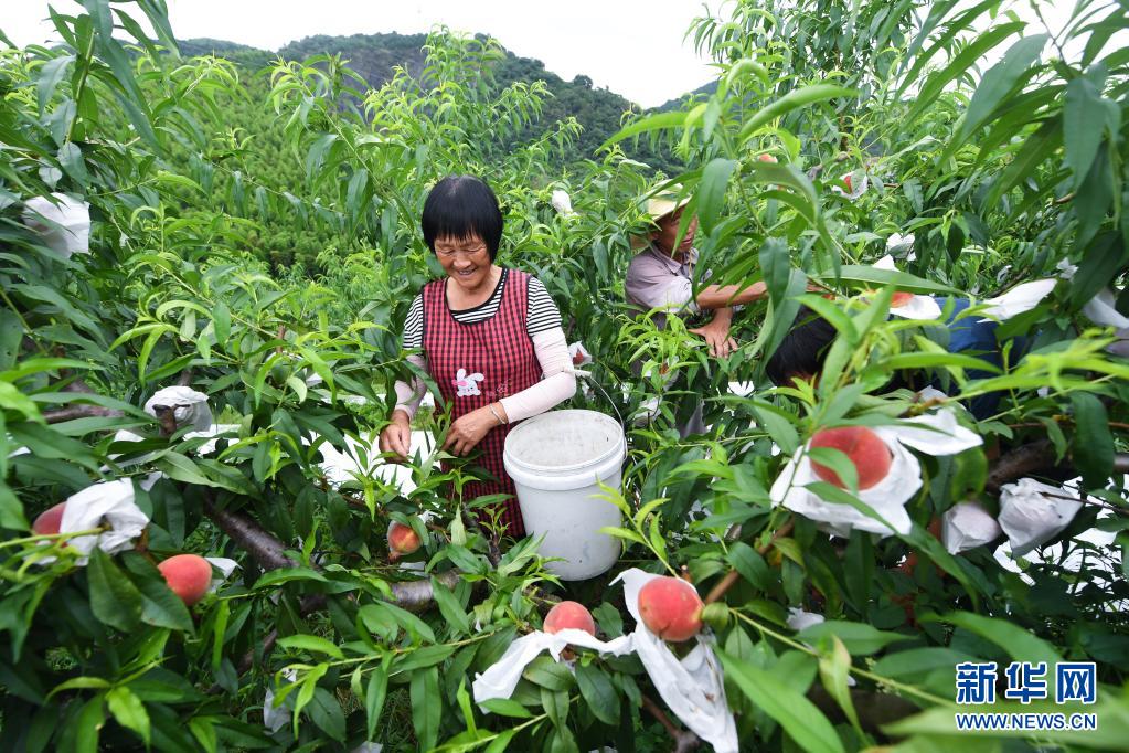 浙江余杭：蜜桃产业助推乡村振兴