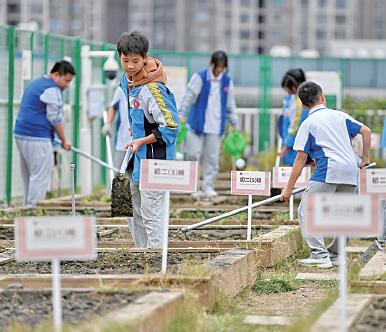 校园楼顶农田忙春播