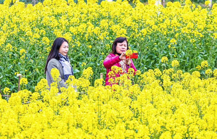 重庆南川：踏青赏花享春光