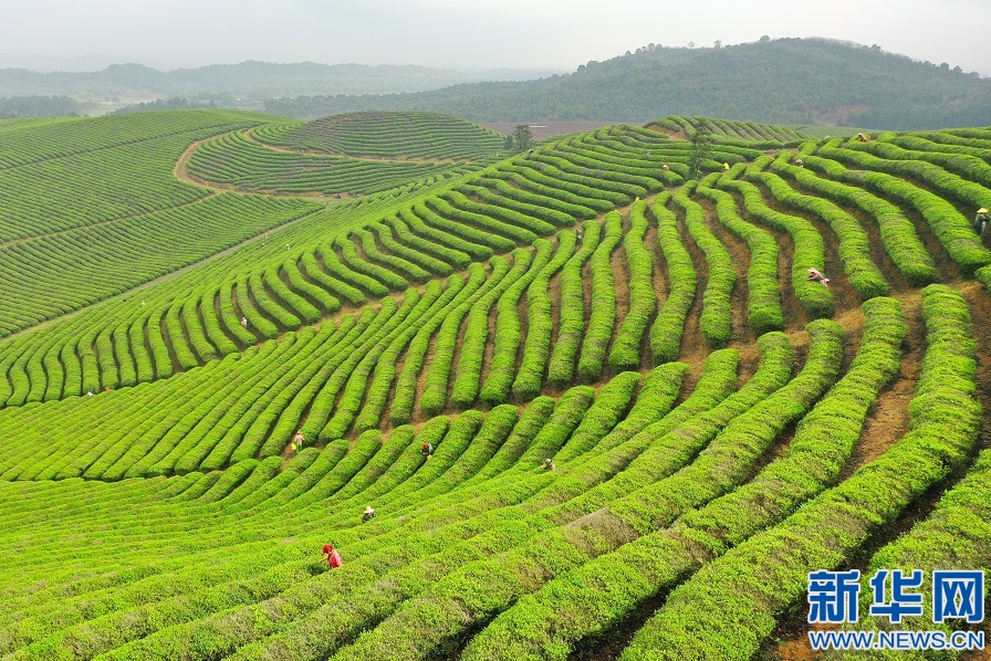 江西：茶山绿千行 采茶制茶忙