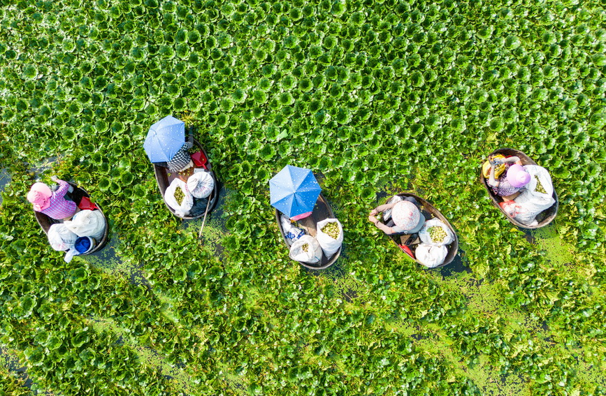 江苏海安：生态菱角助农增收致富