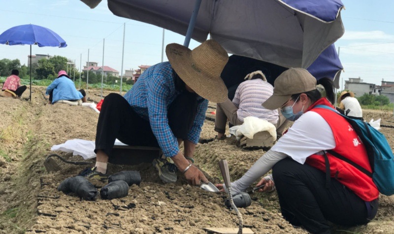 荒地焕新生！江西新余“苗”绘乡村新图景