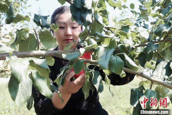 吉林女驻村书记成“花果山”主播：让果香飘得更远