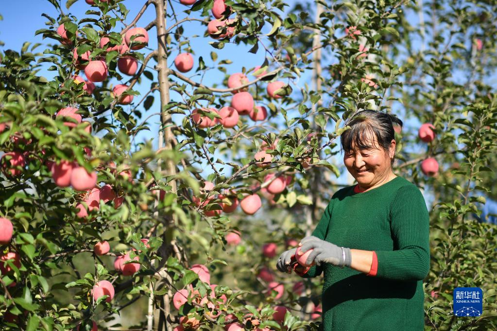 小苹果，让老乡们生活越来越红火