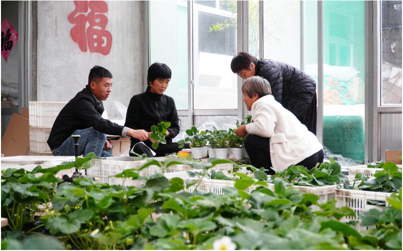 从农家“方寸地”到致富“聚宝盆”——脱贫地区发展庭院经济观察