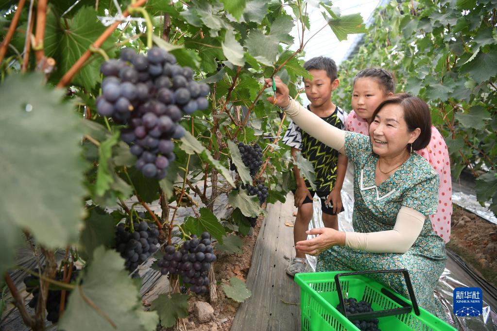 宁夏青铜峡韦桥村：农旅融合绘就乡村振兴美丽画卷